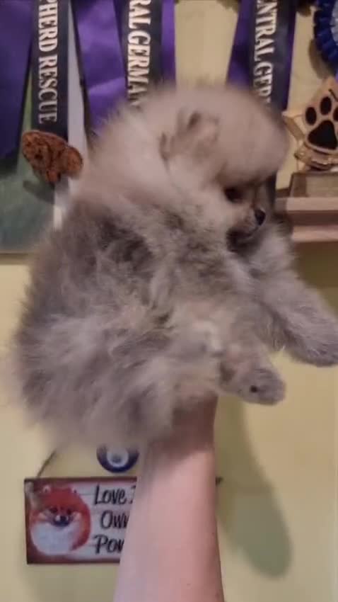 Pomeranian dogs for sale: Luxury Pomeranian Puppies for sale!!! - Video 4