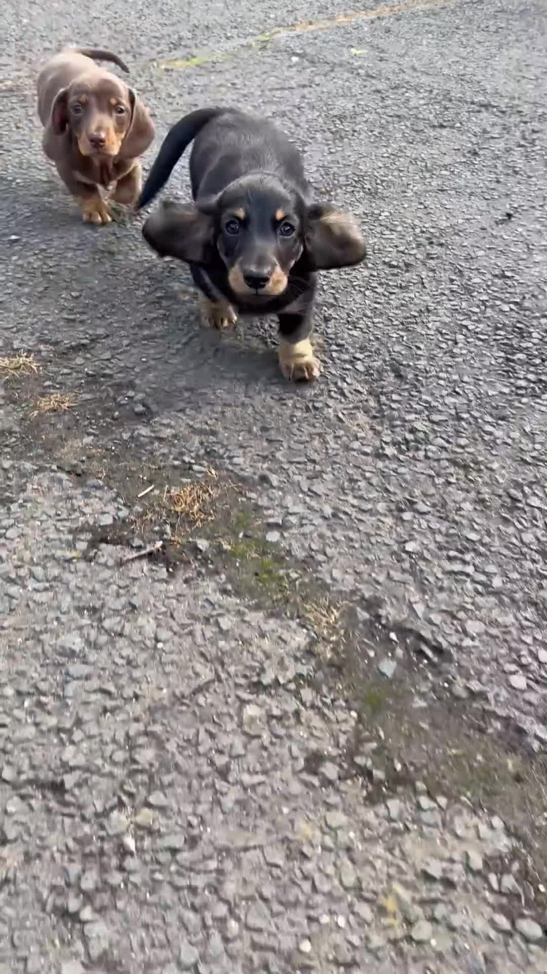 Miniature Dachshund dogs for sale: 1 Longhaired Miniature Dachshund Male - Video 1