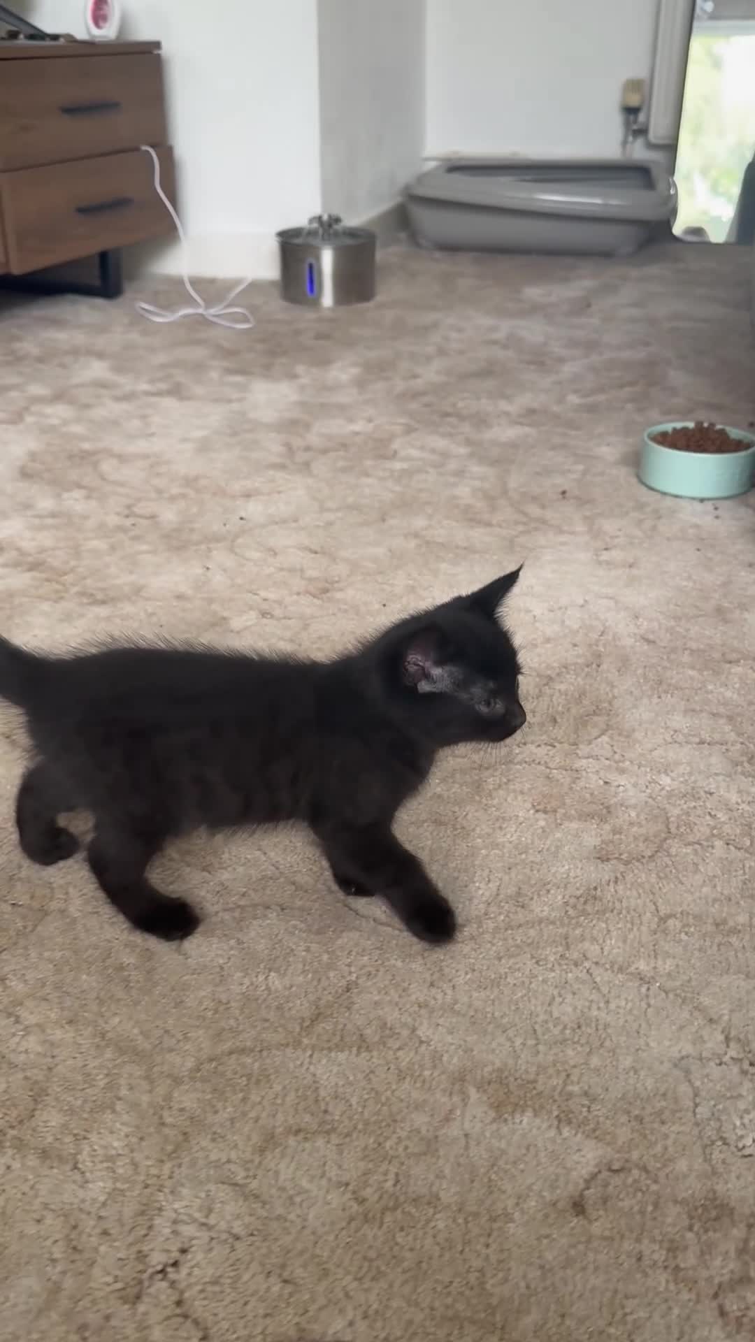 Mixed Breed cats for sale: jonipeterson@gmail.com - Video 1