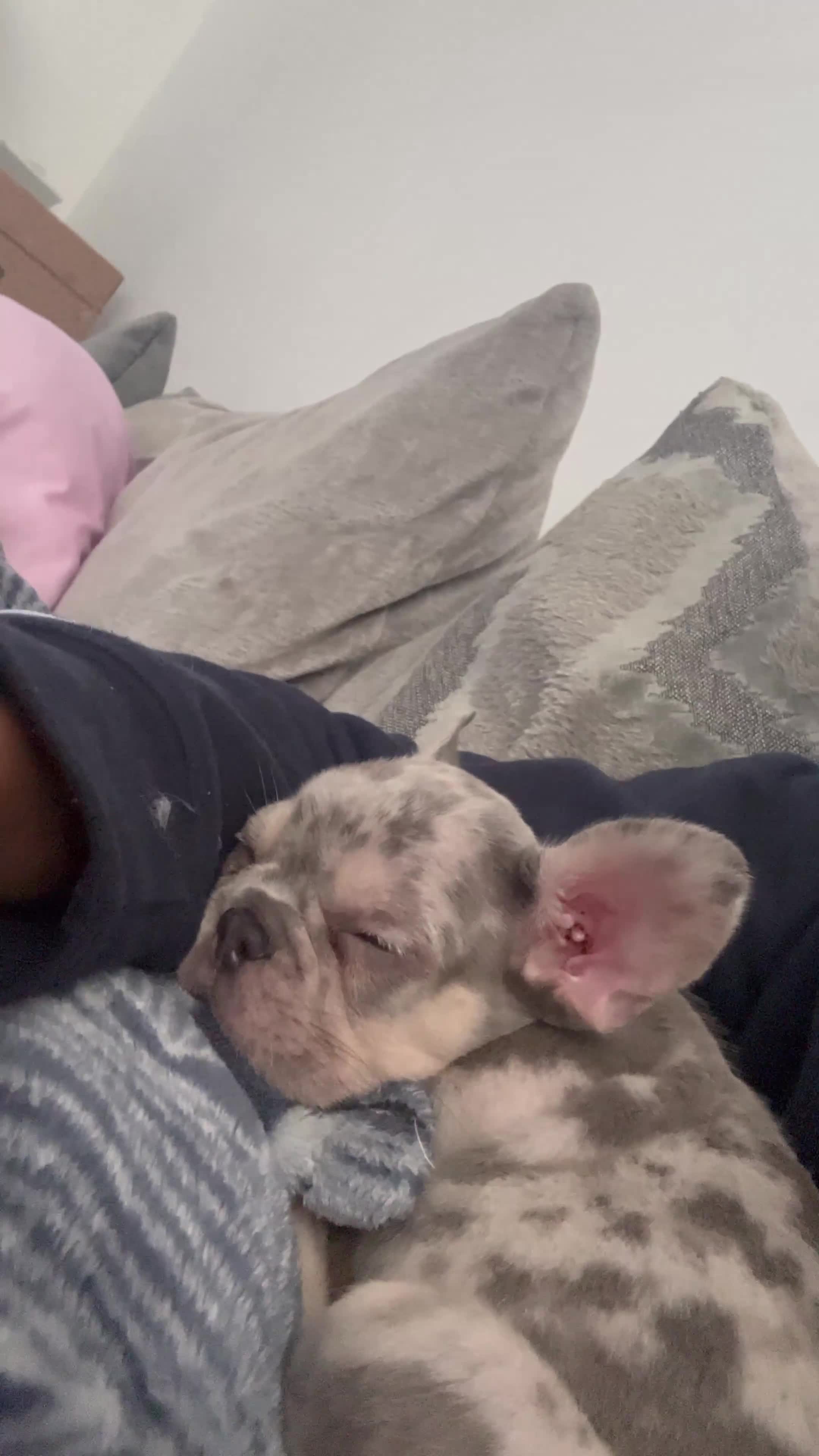 Mixed Breed dogs for sale: Boy French bull dog - Video 2