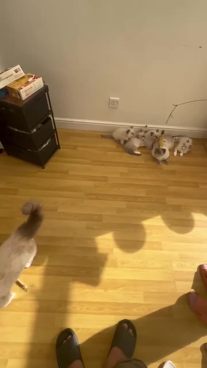 Ragdoll cats for sale: Beautiful Ragdoll cat - Video 1