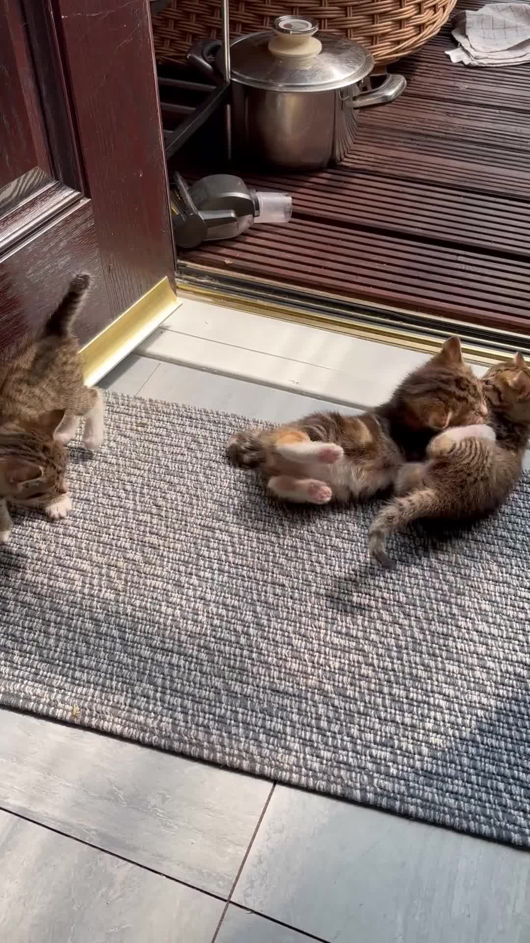 British Shorthair cats for sale: Beautiful playful kittens  - Video 2