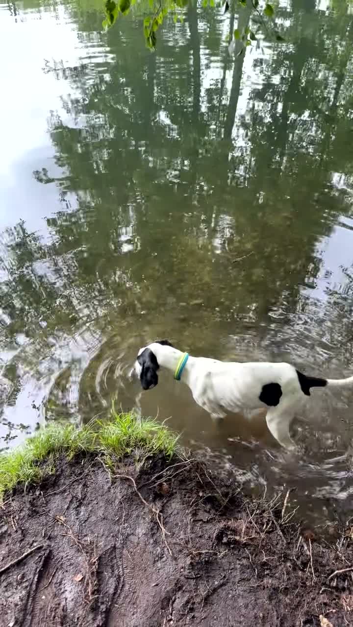 Mixed Breed dogs for sale: Gsp x foxhound in Warminster - Video 1