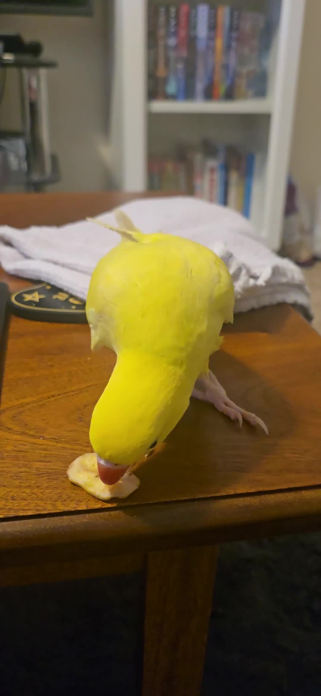 Ringnecks birds for sale: Yellow Indian Ringeck - Video 1