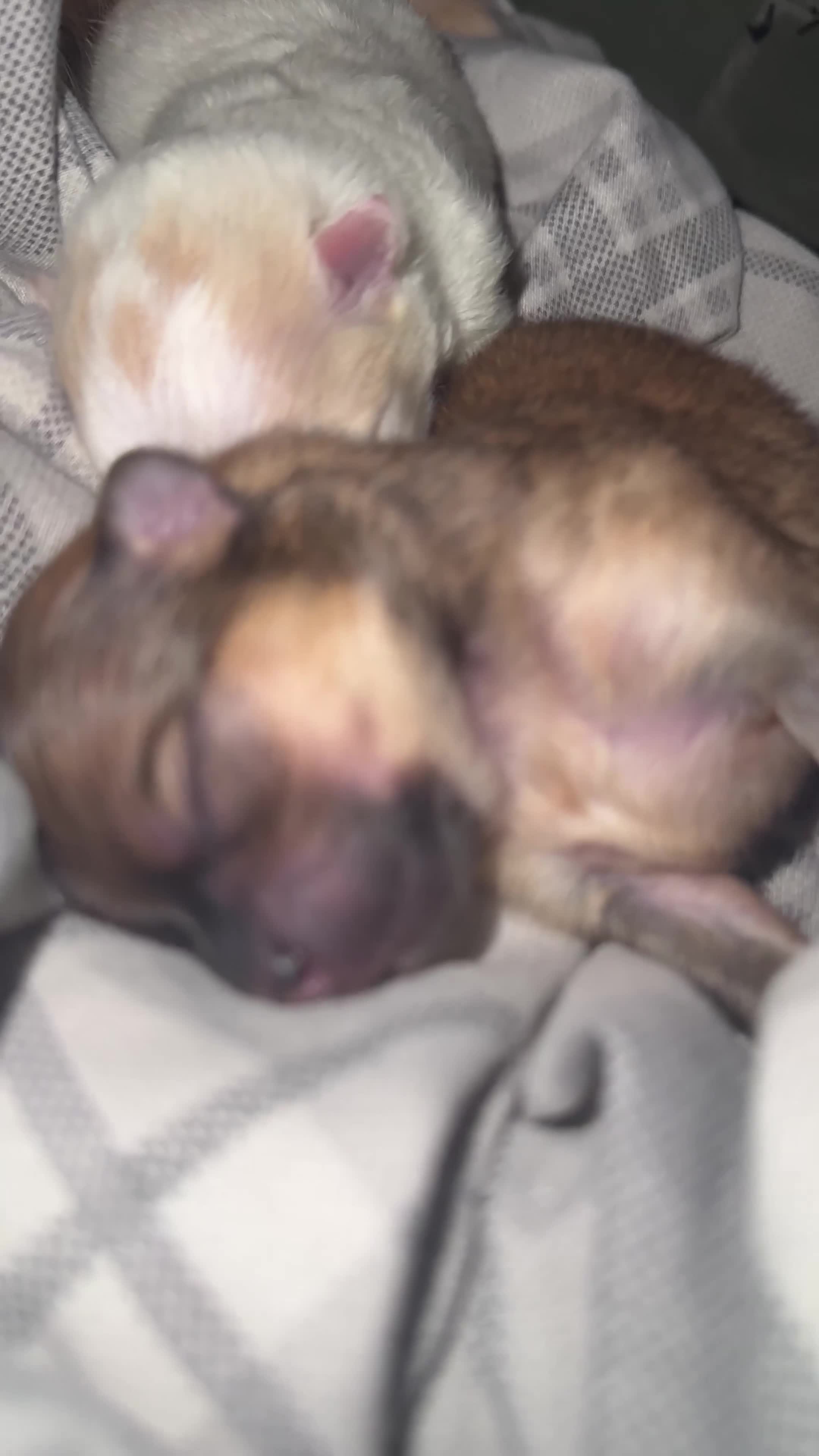 Pomeranian dogs for sale: KC Reg Pomeranian Girls - Video 1