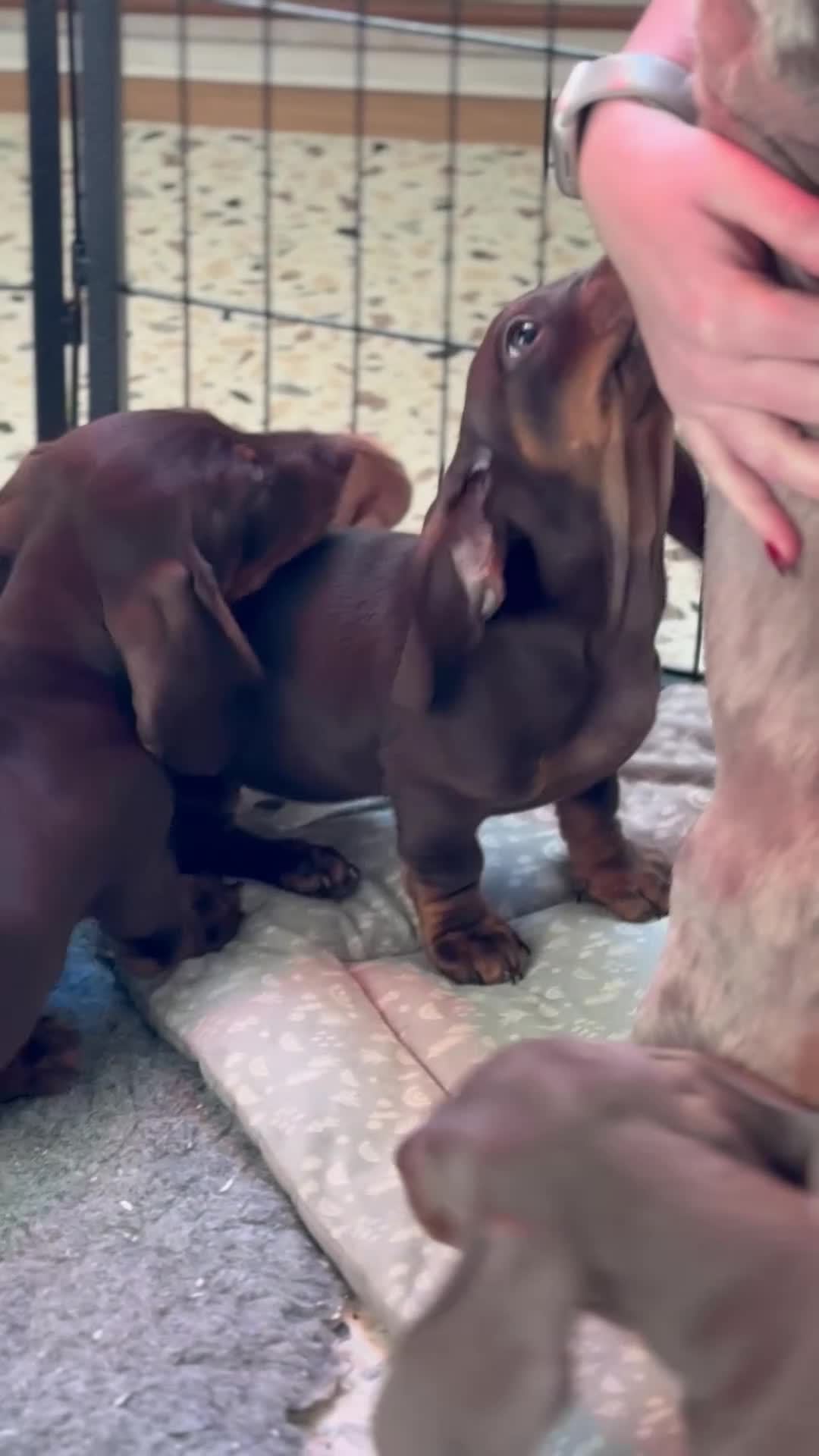 Miniature Dachshund dogs for sale: KC Registered Miniature Shorthaired Dachshund - Video 1
