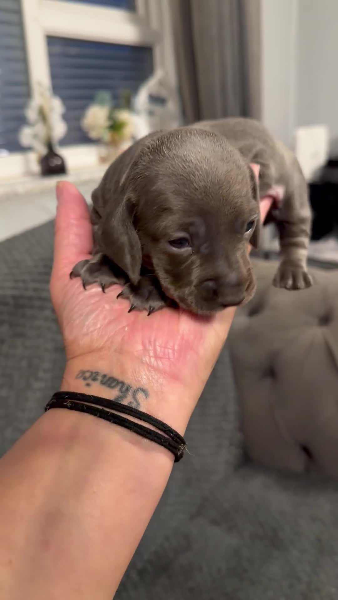 Miniature Dachshund dogs for sale: Miniature dachshunds  - Video 5