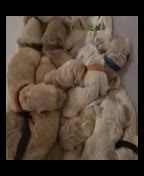 Golden Retriever dogs for sale: Available for STUD - Video 1