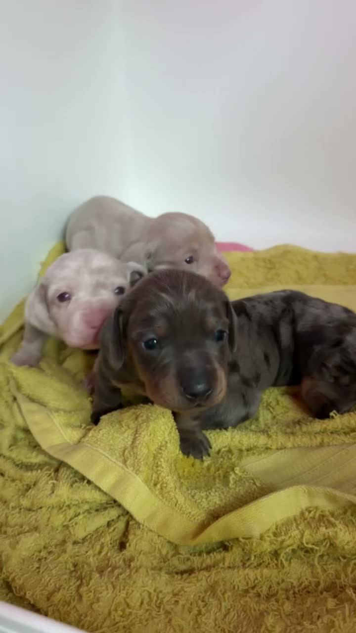 Miniature Dachshund dogs for sale: Beautiful Miniature Dachshund Puppies in Stanford-le-Hope - Video 5