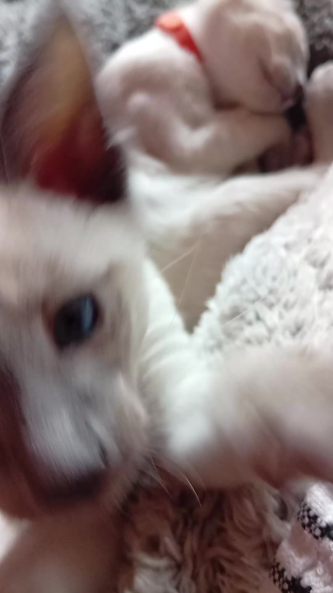 Siamese cats for sale: Gorgeous Siamese kittens!! - Video 4