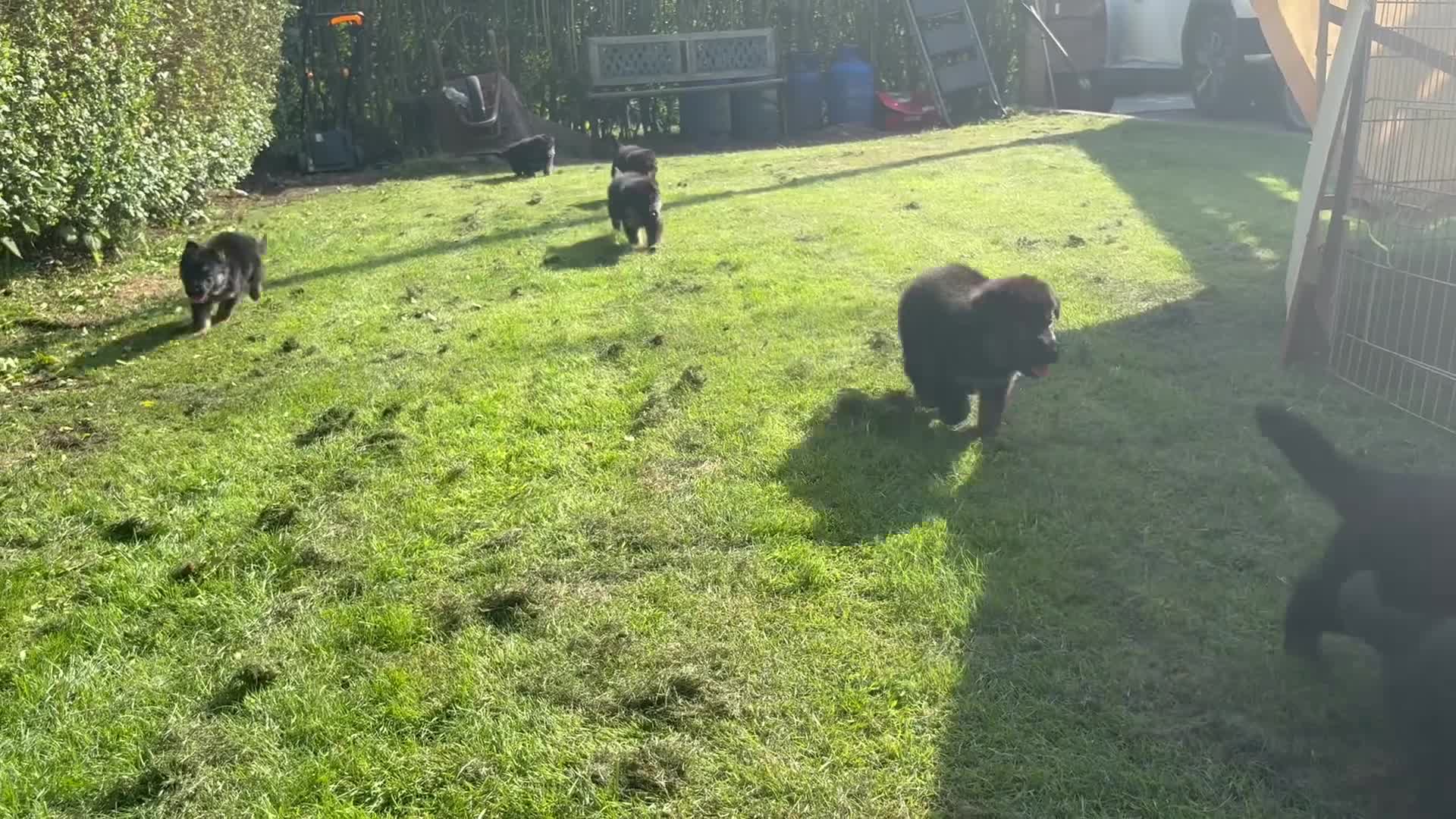 German Shepherd dogs for sale: Ready to leave NOW! 2 outstanding GSD puppies - Video 1