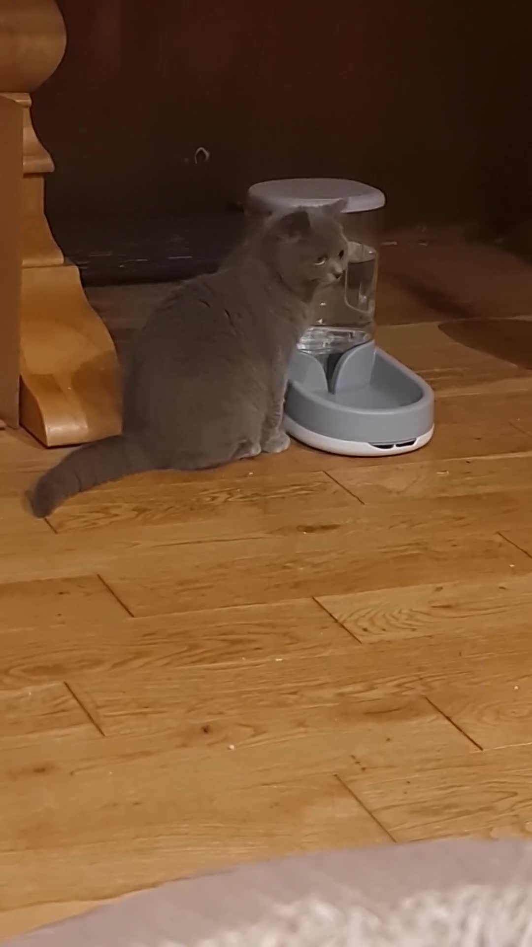 Scottish Fold cats for sale: Stunning kitten for rehomeing  - Video 3