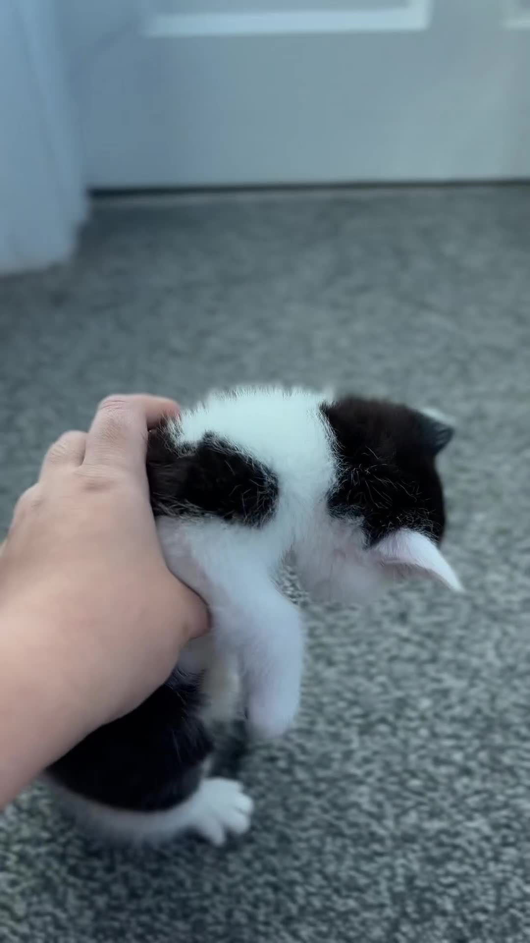Mixed Breed cats for sale: Scotish straight and mixed  - Video 3