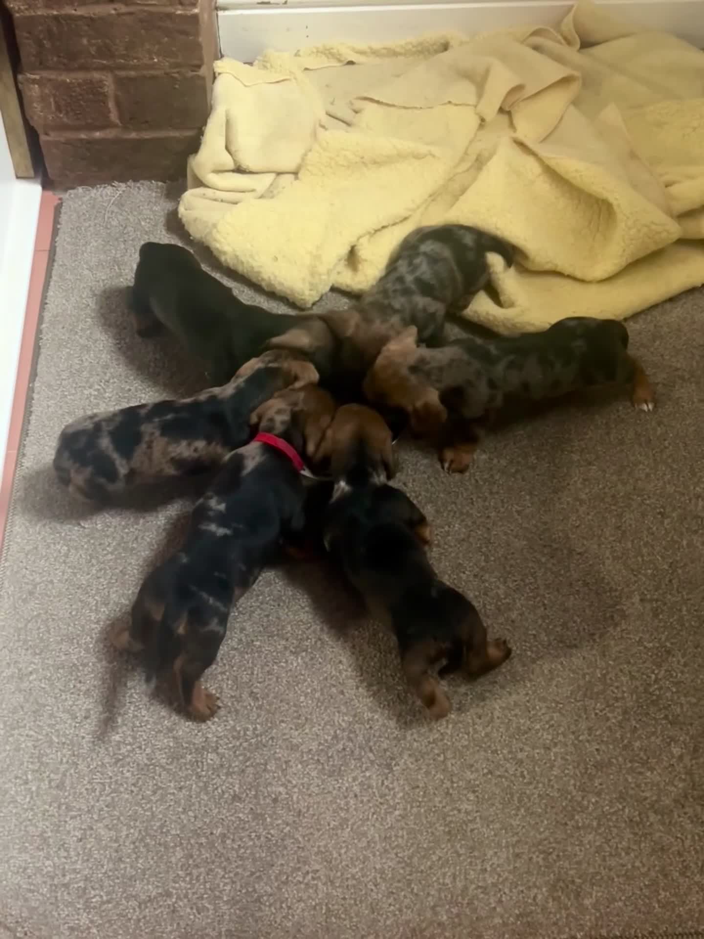 Miniature Dachshund dogs for sale: Miniature smooth hair x wire hair  - Video 1
