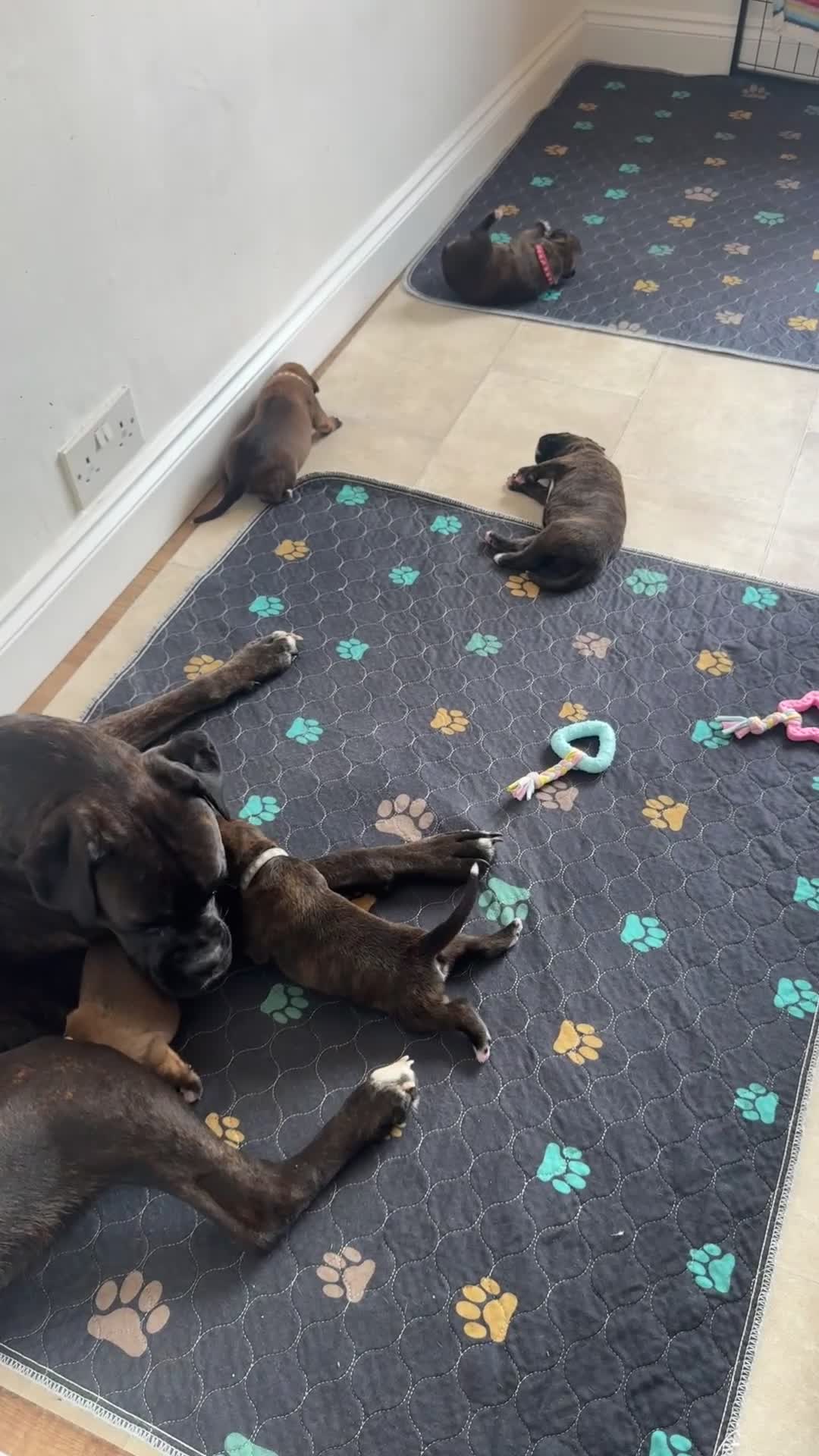 Boxer dogs for sale: KC Registered Boxer Puppies – Ready to Reserve - Video 2