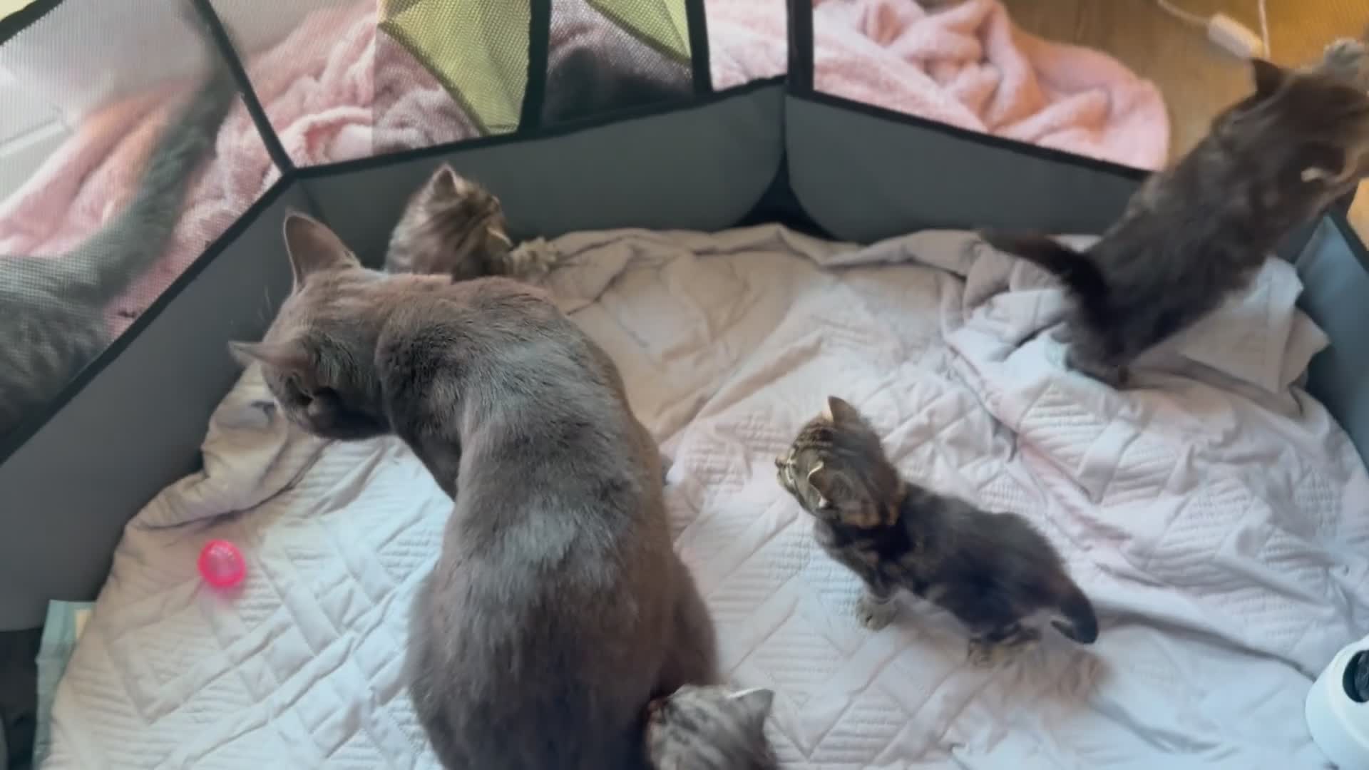 Mixed Breed cats for sale: Exceptional MaineCoonCrossKittensReady to Reserve  in Ashford - Video 1