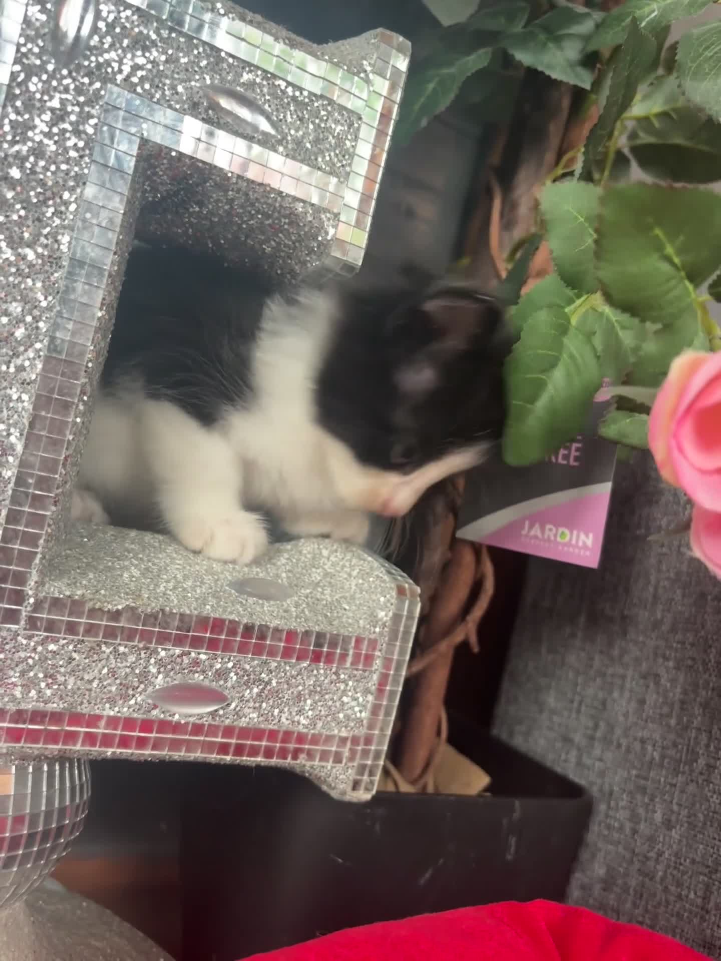 Ragdoll cats for sale: Beautiful ragdoll looking for ther forever home  - Video 3