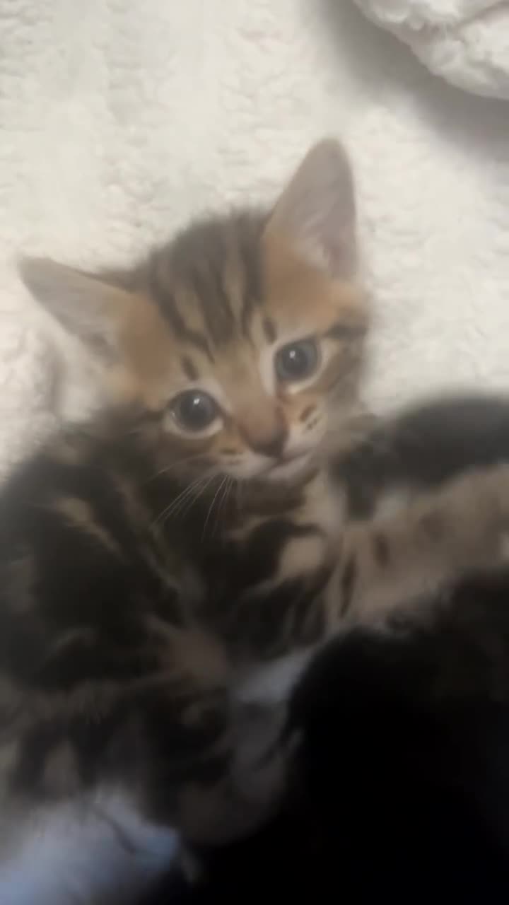 Mixed Breed cats for sale: Beautiful kittens for sale 🐾  in Wolverhampton - Video 2