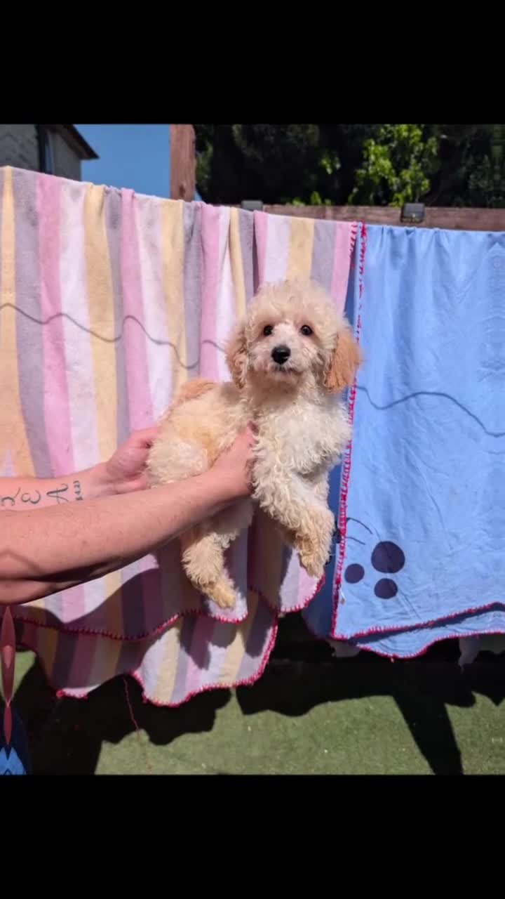 Toy Poodle dogs for sale: Kc registered toy poodles  - Video 3
