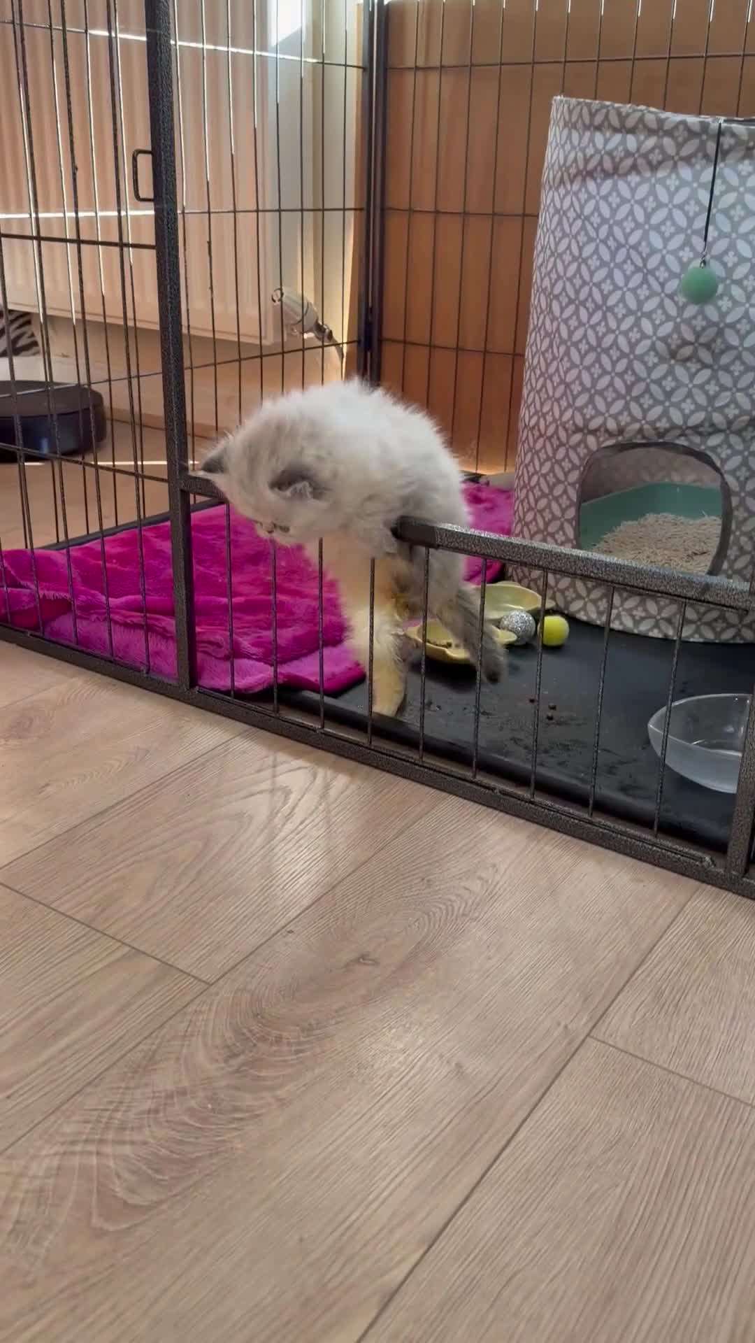 Persian cats for sale: Two Persian cuties  in Widnes - Video 1