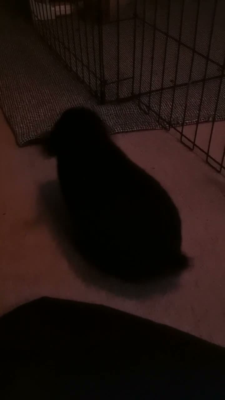 Mini Lion Lop rabbits for sale: Experienced homes only! Hannibal Lector - Video 1