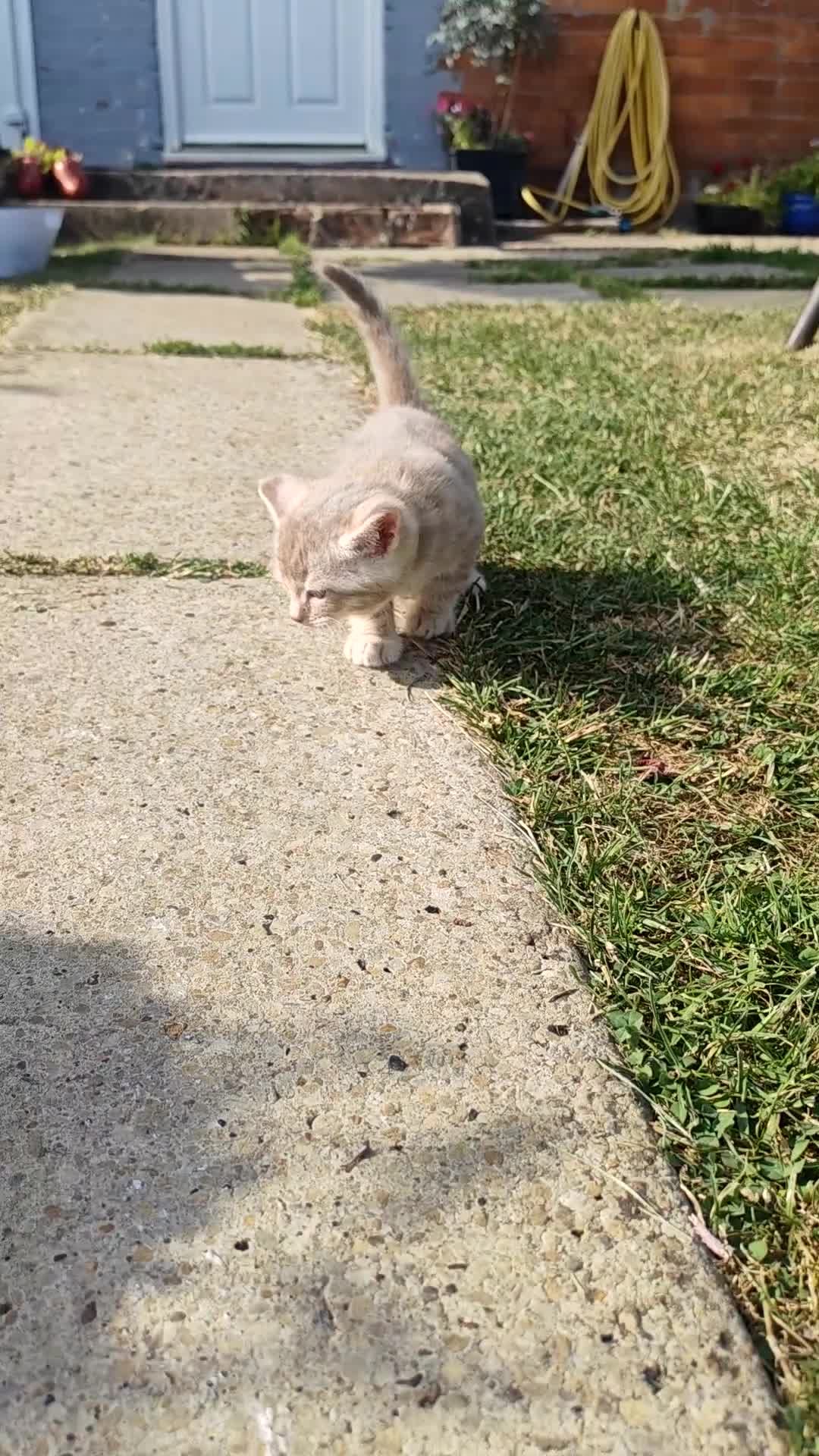 Mixed Breed cats for sale: Bengal mix  - Video 3