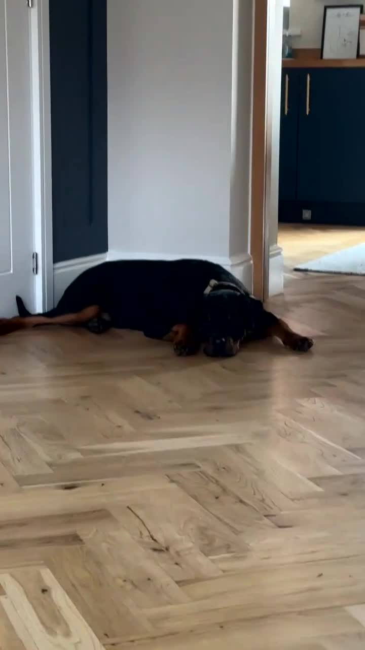 Rottweiler dogs for sale: 6 month old Rottweiler looking for loving home  - Video 1
