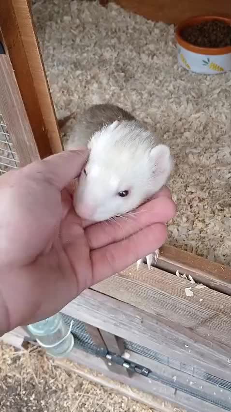 Ferret rodents for sale: Two Sandy hob ferrets -brothers - Video 1