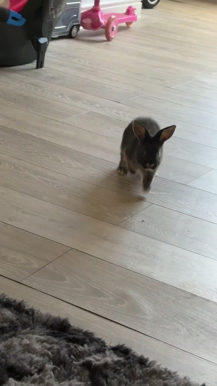 Mixed Breed rabbits for sale: !!!!! FREE TOO GOOD HOME !!!!!!2 male Rex x - Video 2