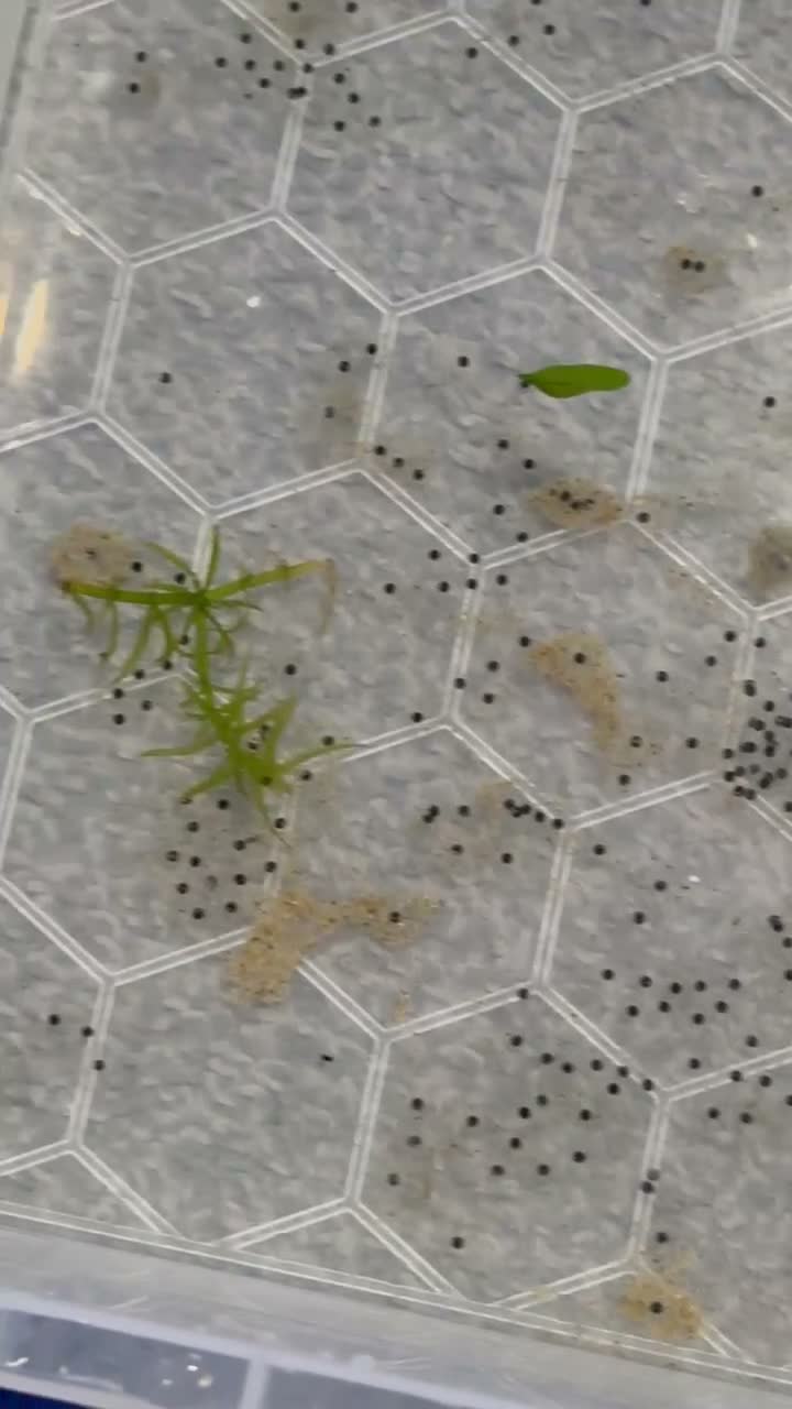Axolotl reptiles for sale: Axolotl eggs  - Video 1