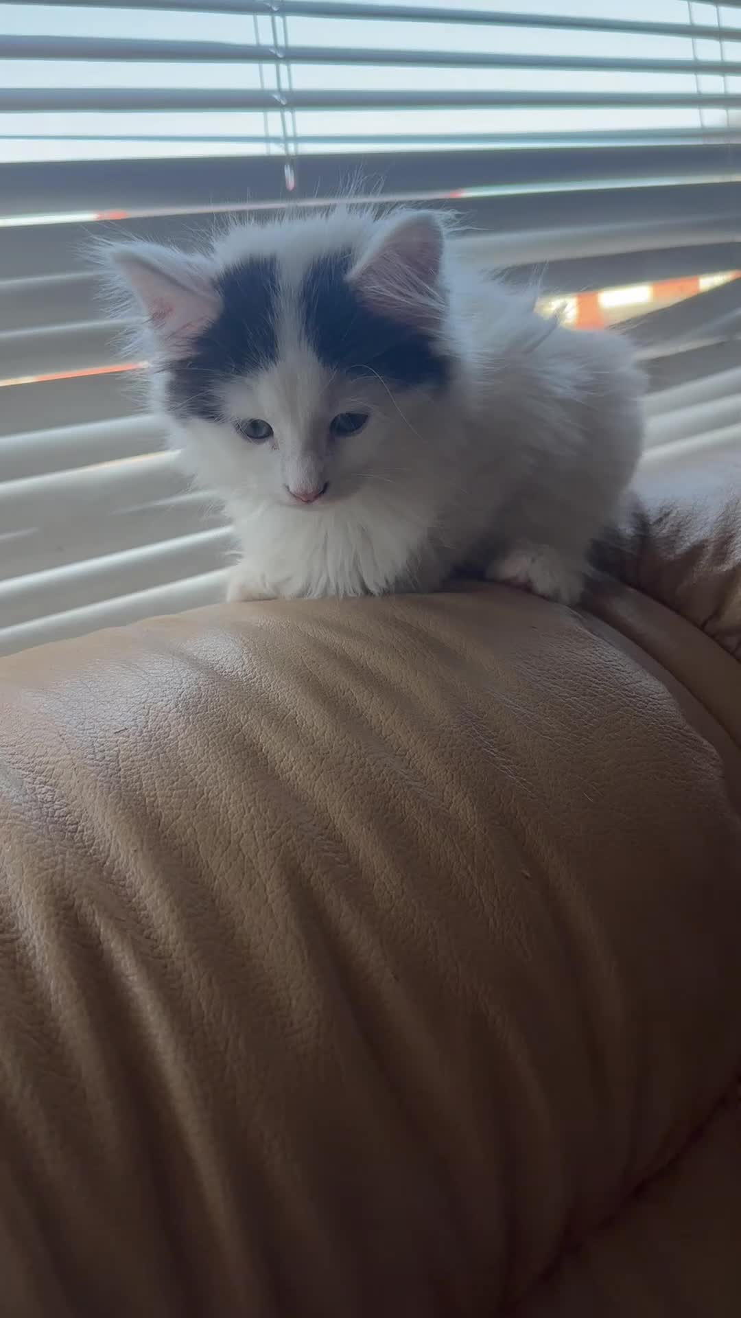 Maine Coon cats for sale: Maine coon mix kitten in Mansfield - Video 2