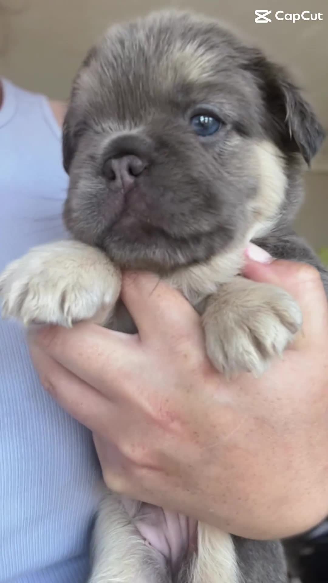 French Bulldog dogs for sale: Champion line fluffy kc French bulldog top quality - Video 1