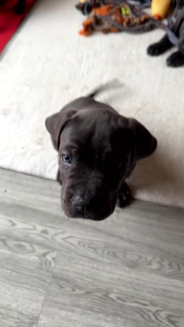 Cane Corso dogs for sale: Cane corso puppies  - Video 2