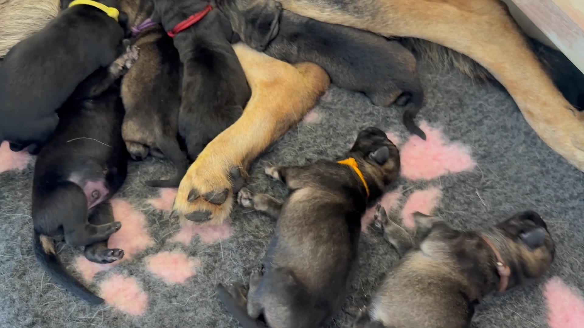 German Shepherd dogs for sale: German Shepherd Puppies - Video 1