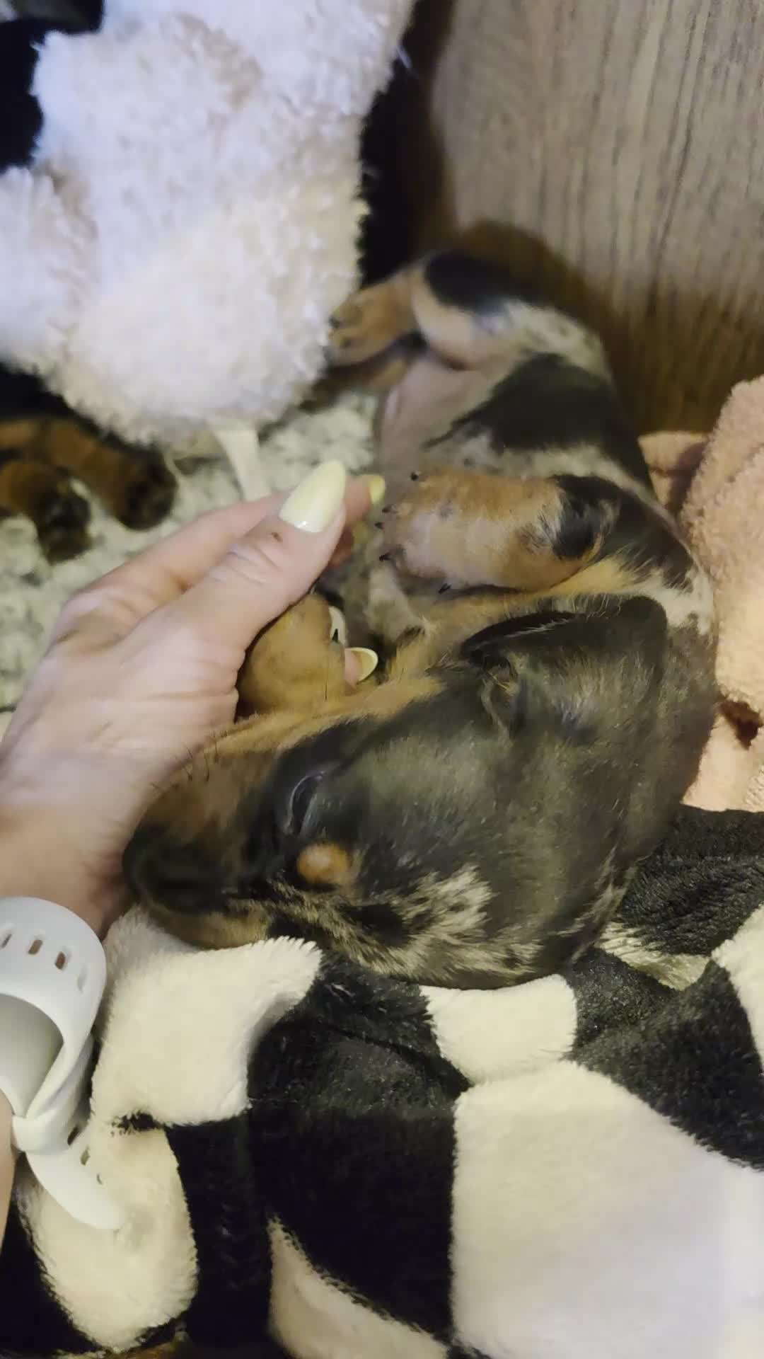 Miniature Dachshund dogs for sale: MINI DACHSHUNDS 2 FIND THEIR FOREVER HOME - Video 1