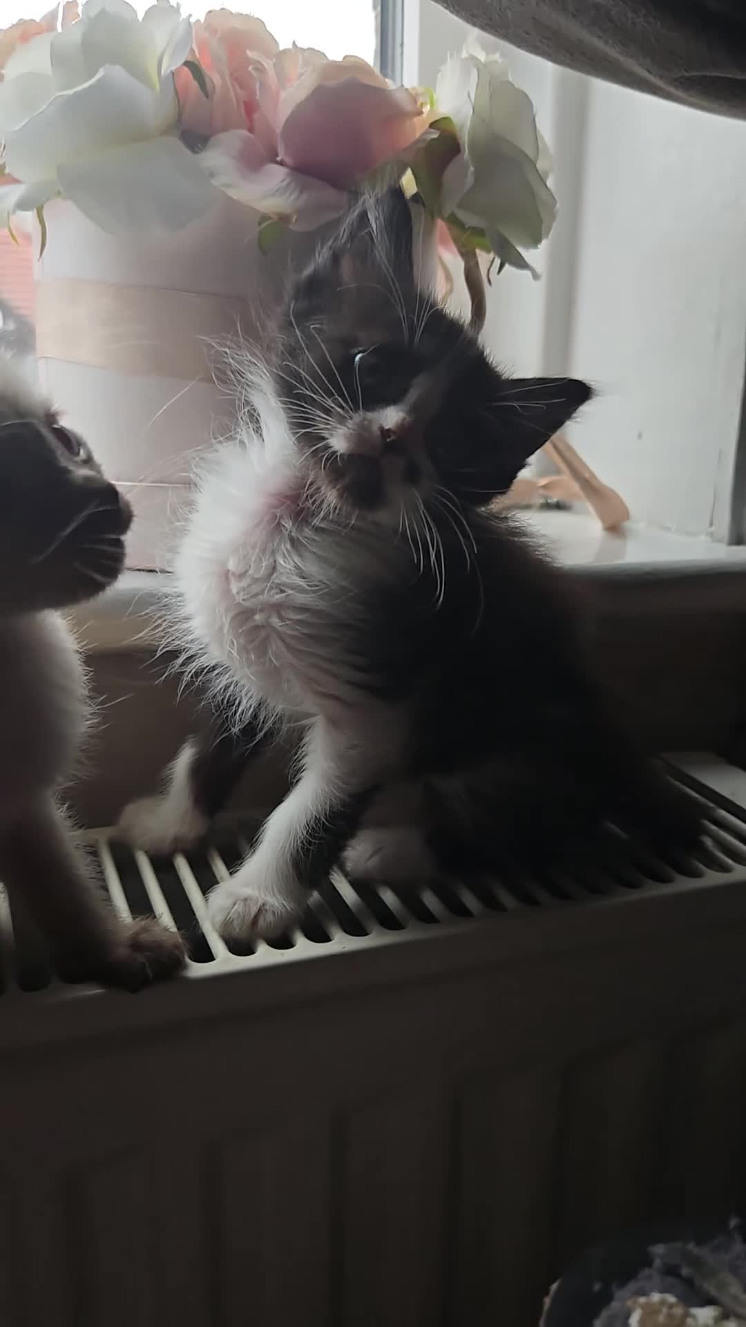 Mixed Breed cats for sale: REDUCED last beautiful little girl ready now  - Video 1