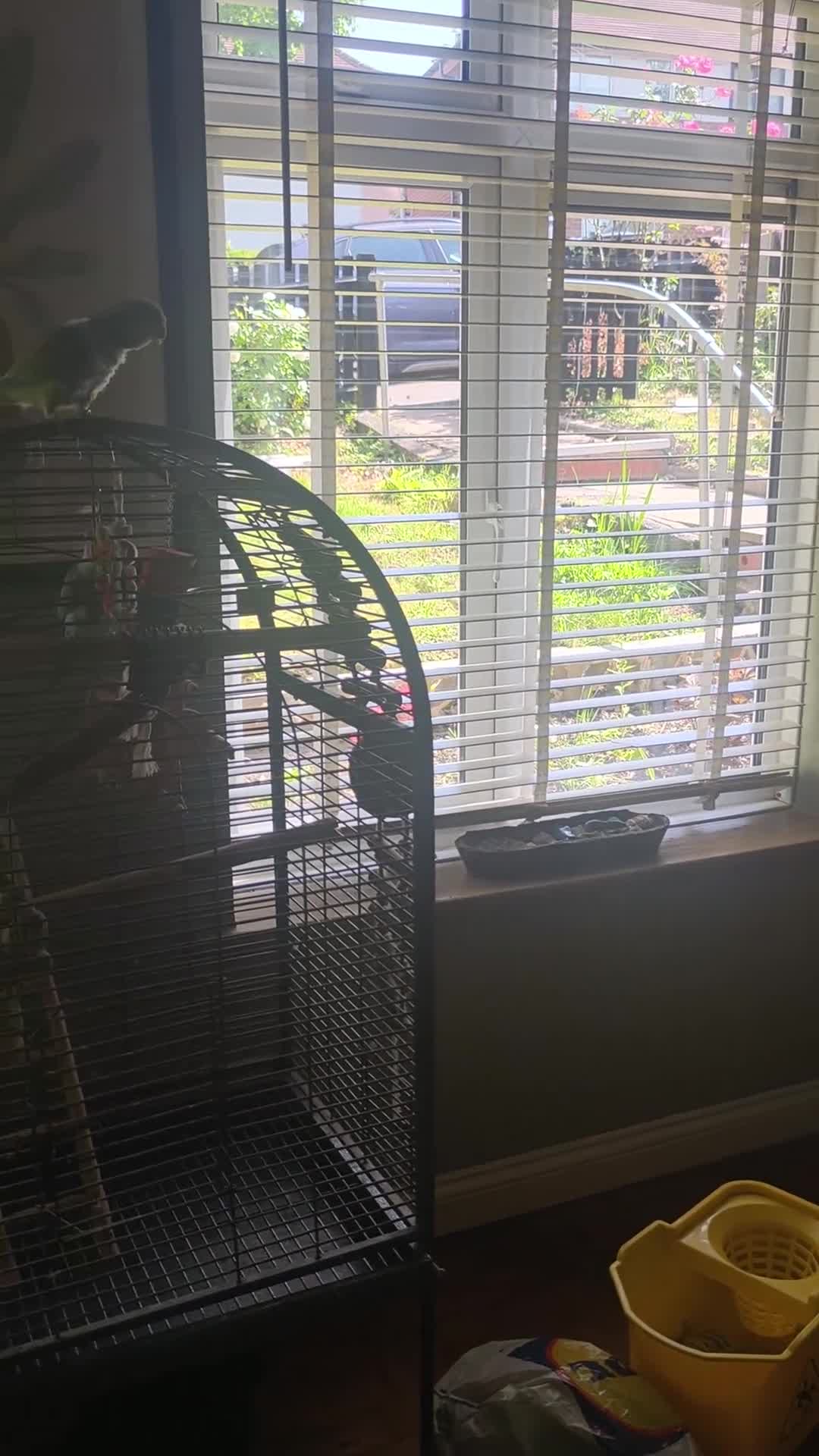 Mixed Breed birds for sale: Beautiful pair of Quakers semi tamed breeding pair - Video 2