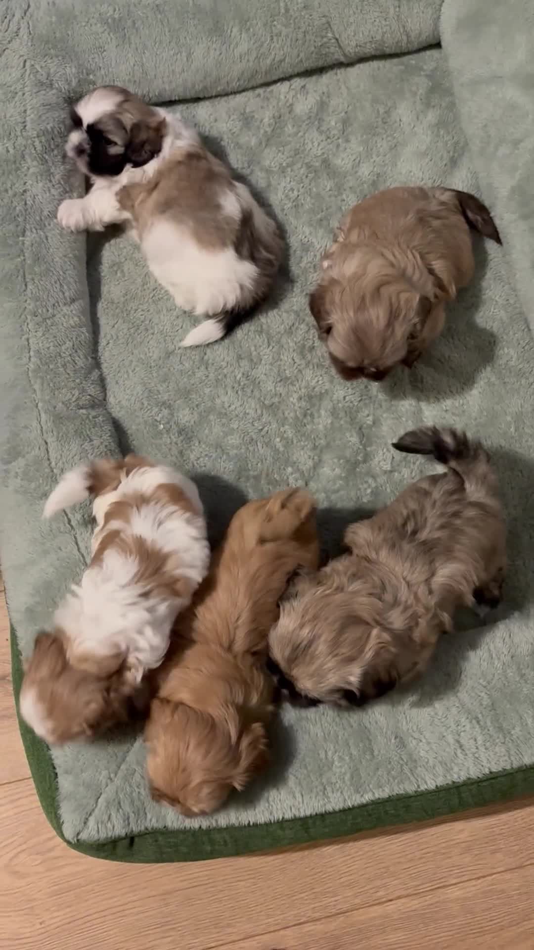 Shih Tzu dogs for sale: Beautiful Shitzu puppies  - Video 1