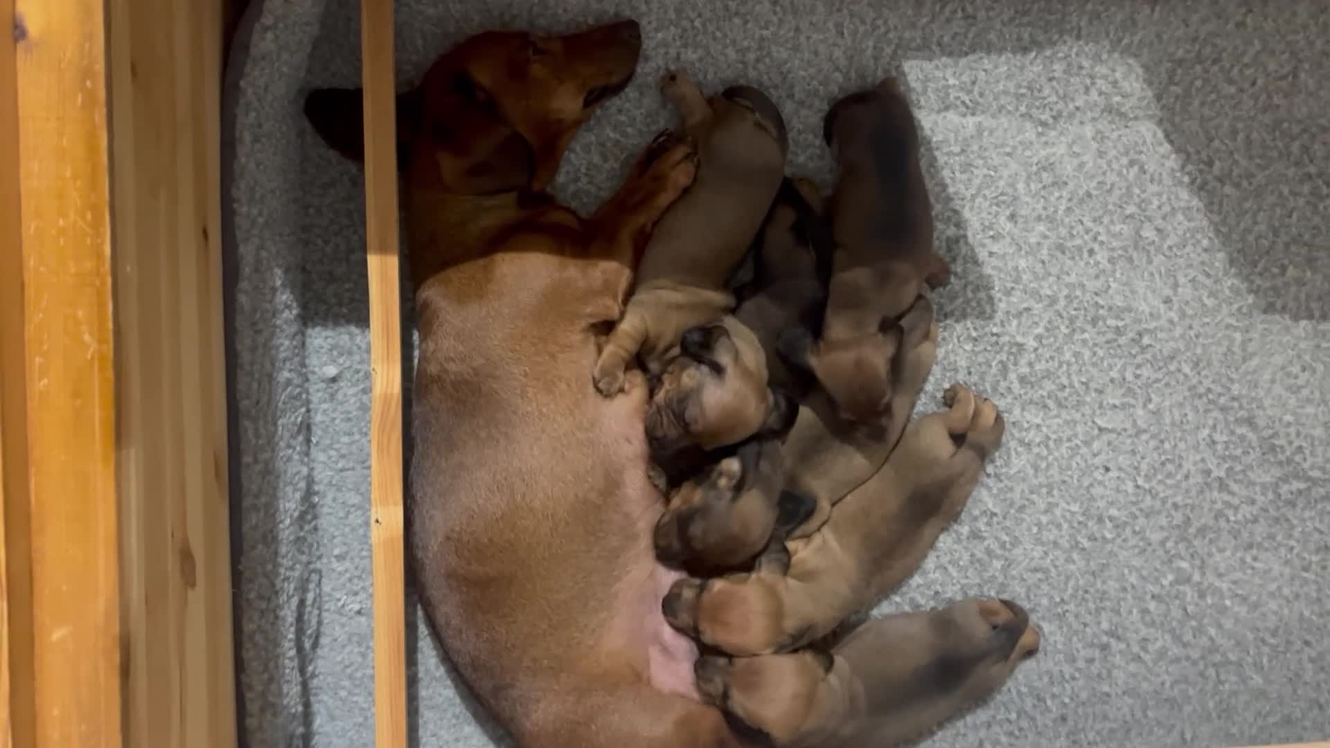 Dachshund dogs for sale: Red dachshund puppies  - Video 2