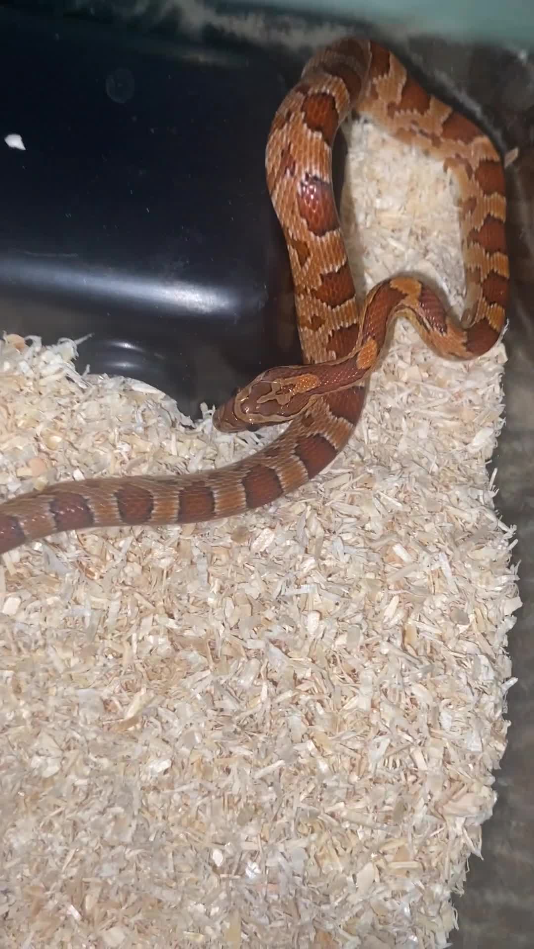 Corn Snake reptiles for sale: Young corn snake  in Ashford - Video 1