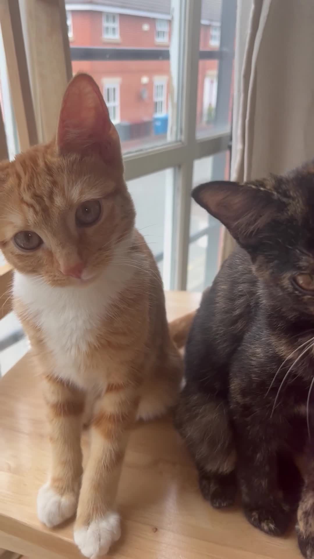 Mixed Breed cats for sale: 4 Beautiful Kittens Ready for Their Forever Homes! - Video 1