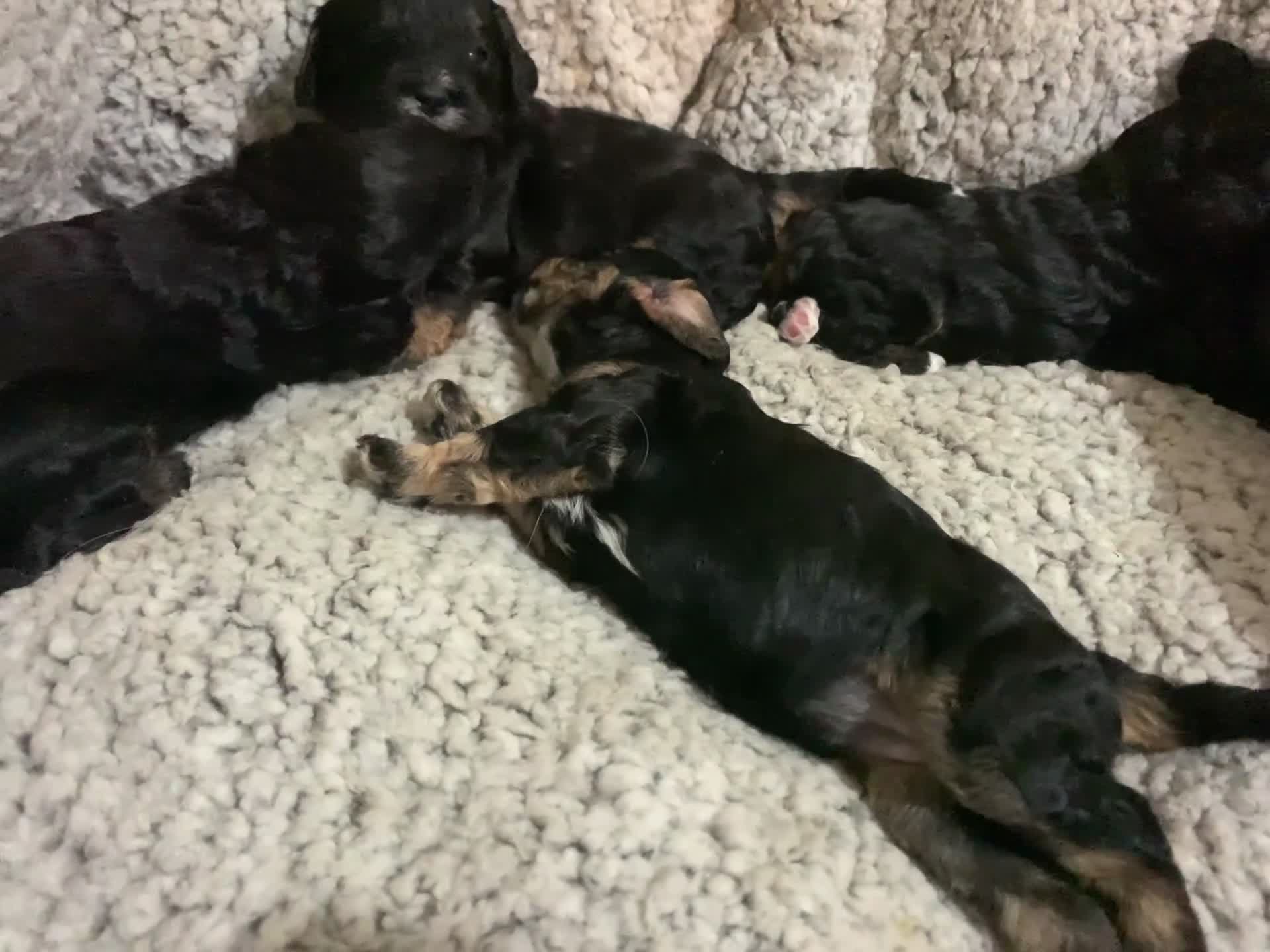 Cavapoo dogs for sale: F1 Cavapoos  - Video 2