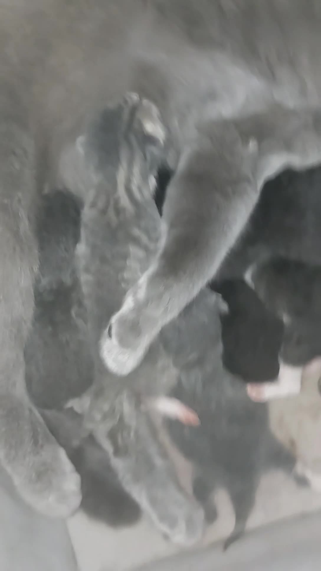 British Shorthair cats for sale: Six British short-haired mixed breed - Video 1