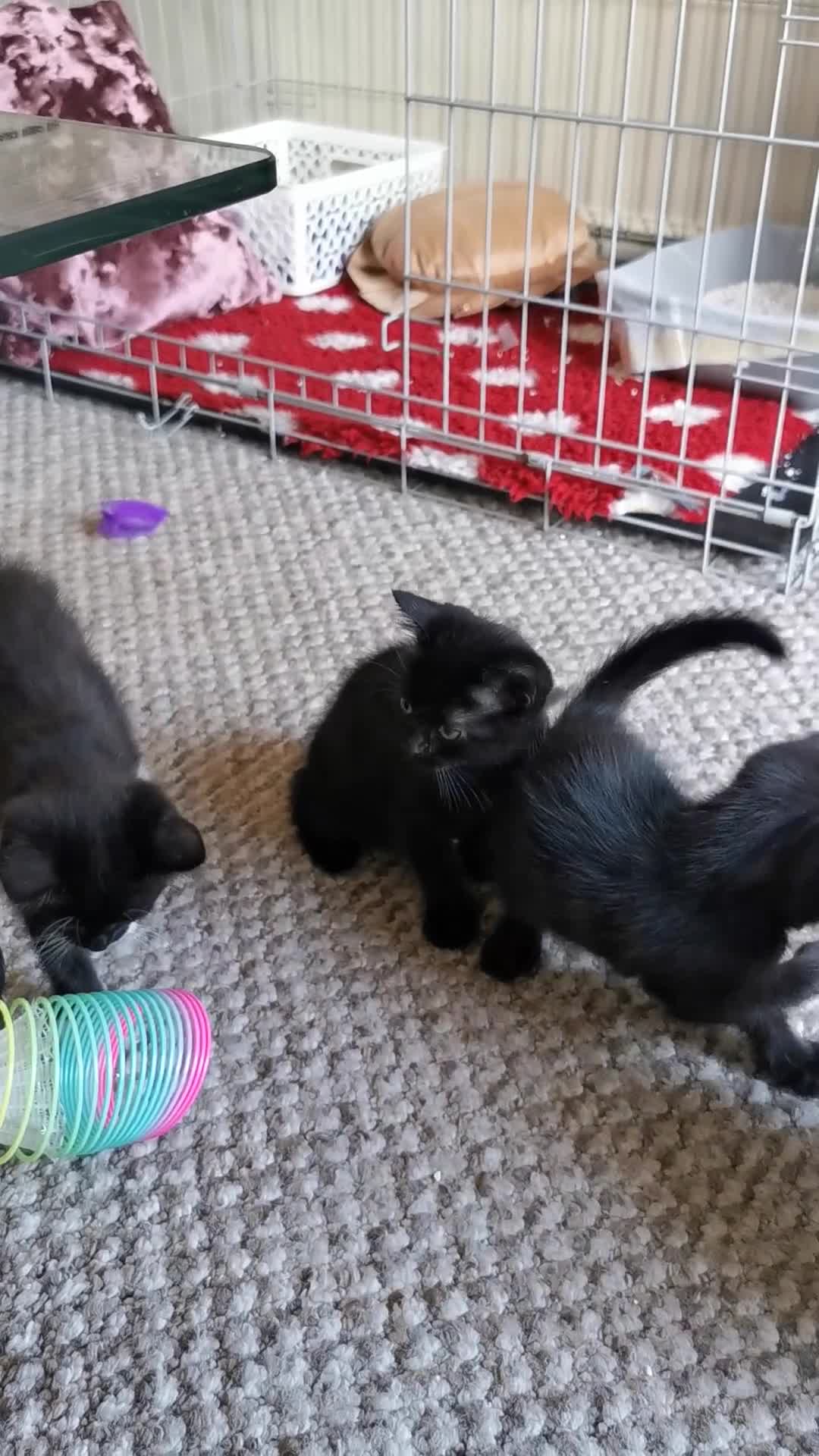 British Shorthair cats for sale: Beautiful male British short hair cross kittens  - Video 5