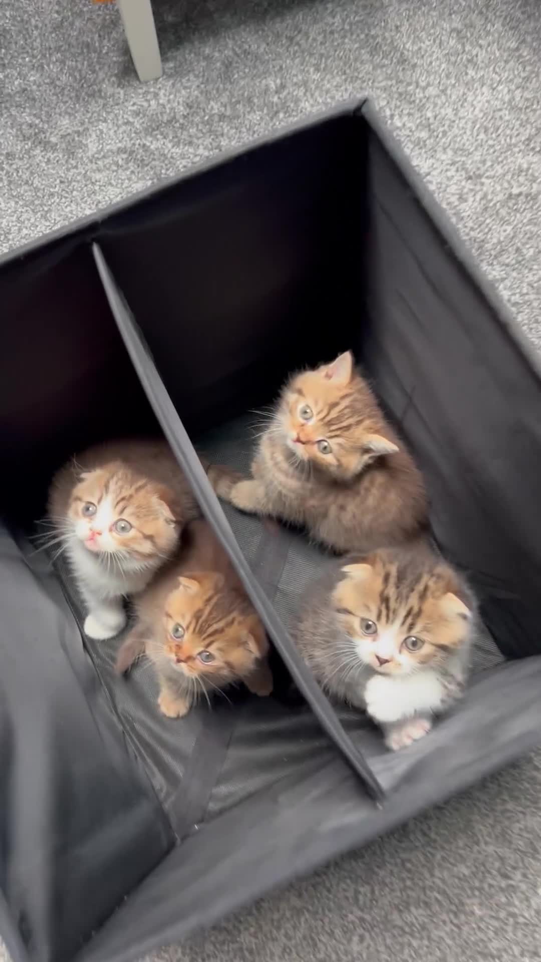 Scottish Fold cats for sale: Adorable Scottish Fold kittens 🐈‍⬛  - Video 1