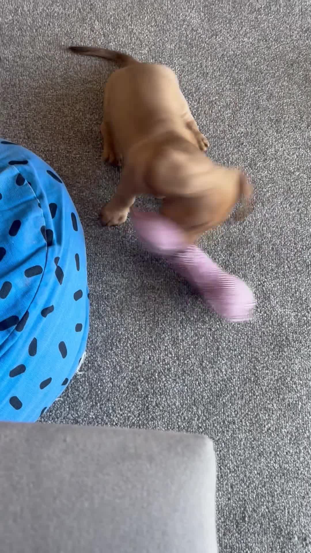 Miniature Dachshund dogs for sale: Gorgeous Trio of Mini Dachshunds in Portsmouth - Video 2
