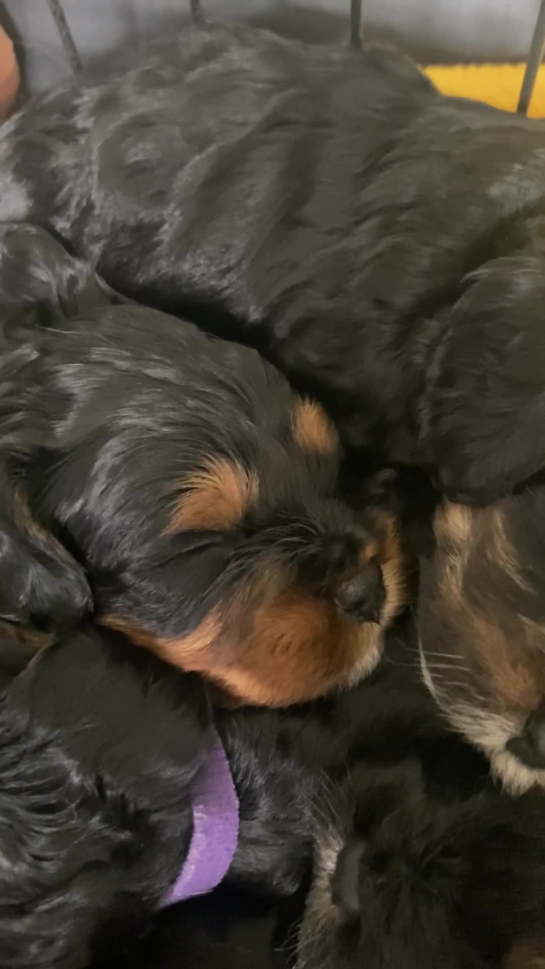 Cavapoo dogs for sale: Beautiful F1 cavapoos phantom 3 girls left 💜💖❤️ - Video 1