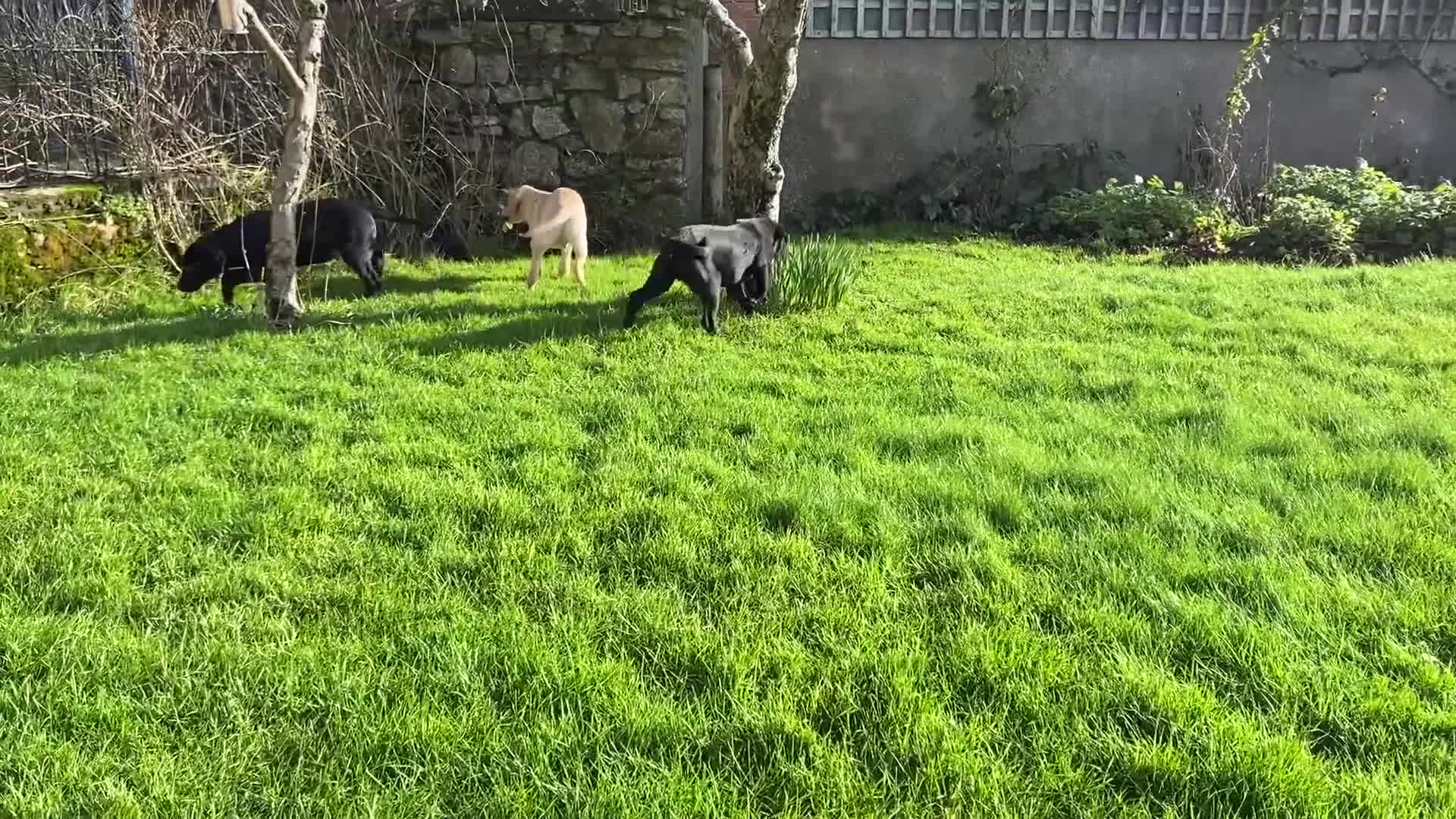 Labrador Retriever dogs for sale: Beautiful KC Reg Labrador puppies - Video 5