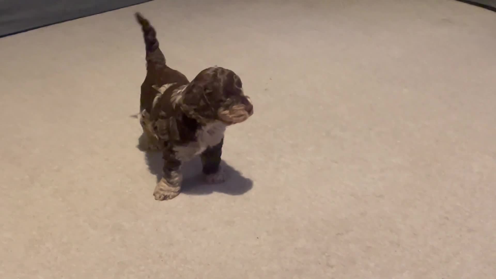 Cockapoo dogs for sale: Cockapoo Merle Puppy - Video 2