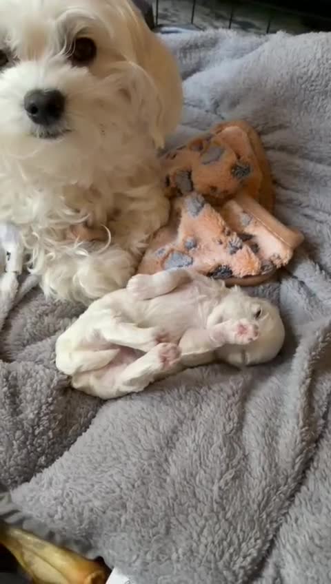 Maltese dogs for sale: Maltese male - Video 2